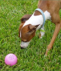 petqwerks dog babble ball