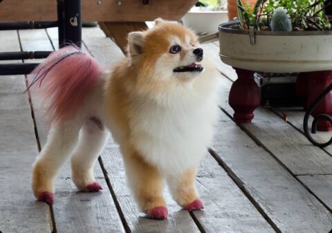 Sometimes all you need is a little color on the tips and tails! 
