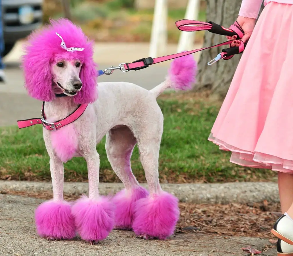 A little dog-friendly hair dye goes a long way when making an easy dog Halloween costume!