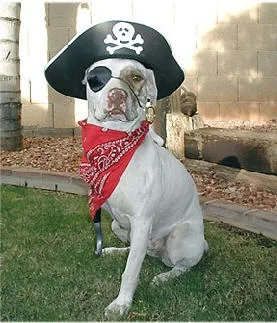 Turn your dog into a pirate with a simple eye patch, bandana, and hat!