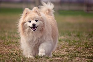 This is a Pomeranian and American Eskimo mix breed dog that is called a Pomimo hybrid dog. 