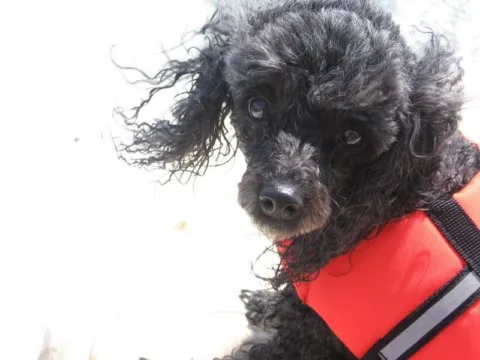 A Poodle dog wearing a lifejacket.
