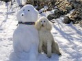 poodle-snow-dog.jpg