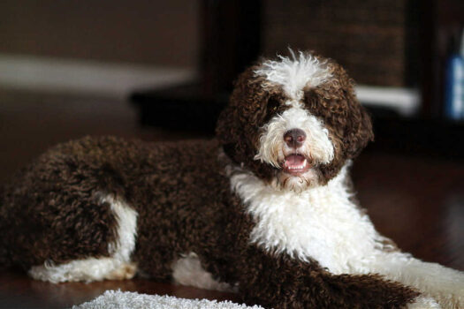 The Portuguese Water Dog is one of the top 19 Hypoallergenic dog breeds for people with pet allergies.