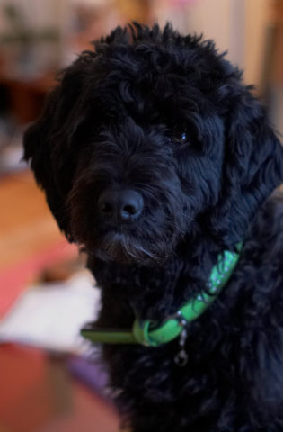 facts about portuguese water dogs