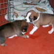 potty-training-puppies