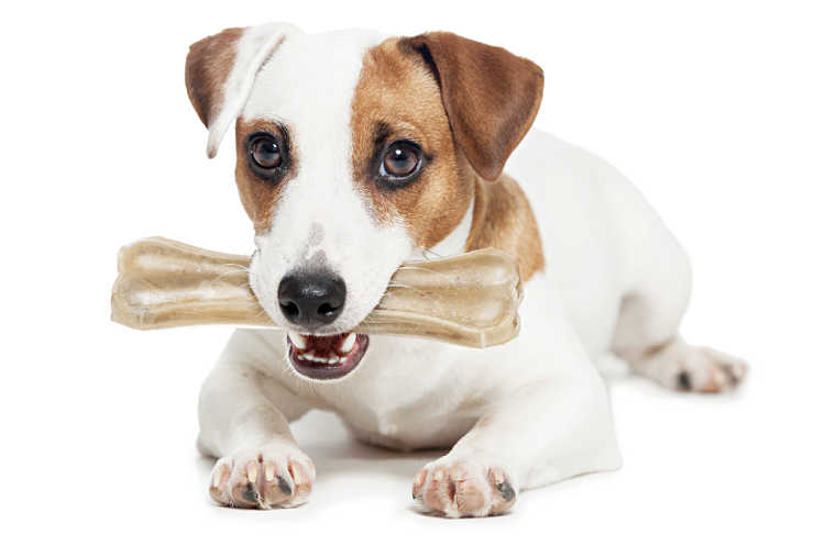 All dogs like pressed rawhide bones! I know for a fact that all of MY dogs through the years have.