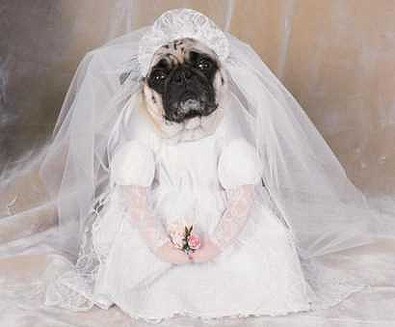 Pug dog bride.