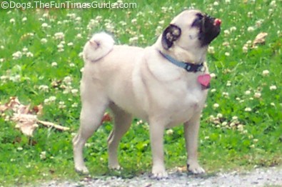 pug-sticking-out-tongue.jpg