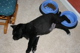 Our puppy sound asleep with his feet dangling into his dog food bowls!