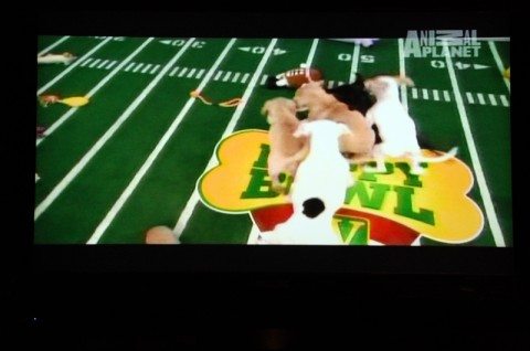 Puppy Bowl on TV