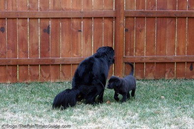 puppy-checking-out-adult-dog-pooping.jpg