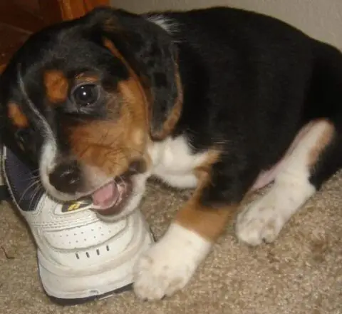 puppy-chewing-shoes