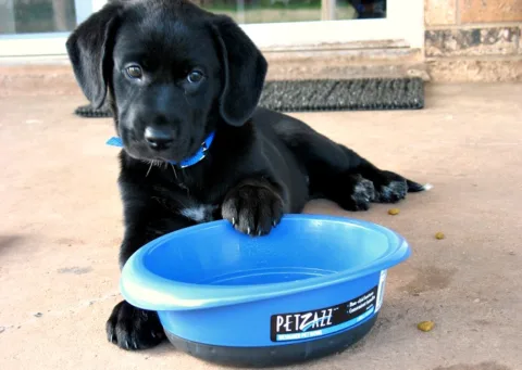 A dog feeding schedule is important. Here's how to set up a daily routine for your new dog.