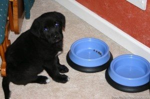 puppy-food-bowls