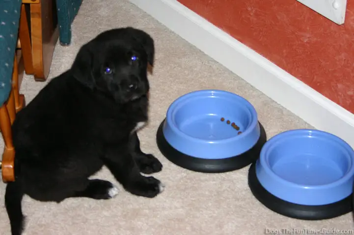 puppy-food-bowls