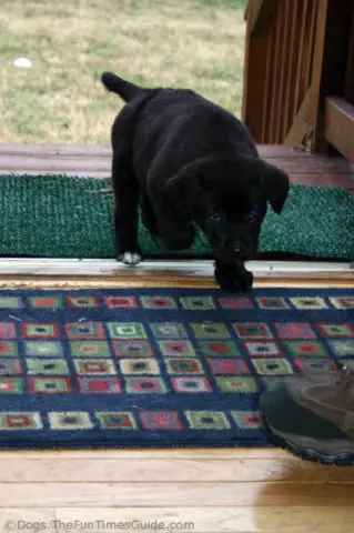 Reader Question How Do You Stop A Dog From Peeing On The Carpet