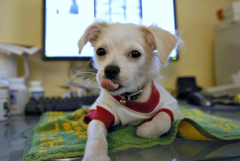 Puppy Hiccups Are Normal... Learn Why Puppies Hiccup A Lot First Time