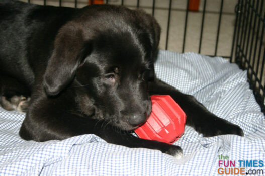 Our puppy enjoying his puppy Kong toy stuffed with goodies