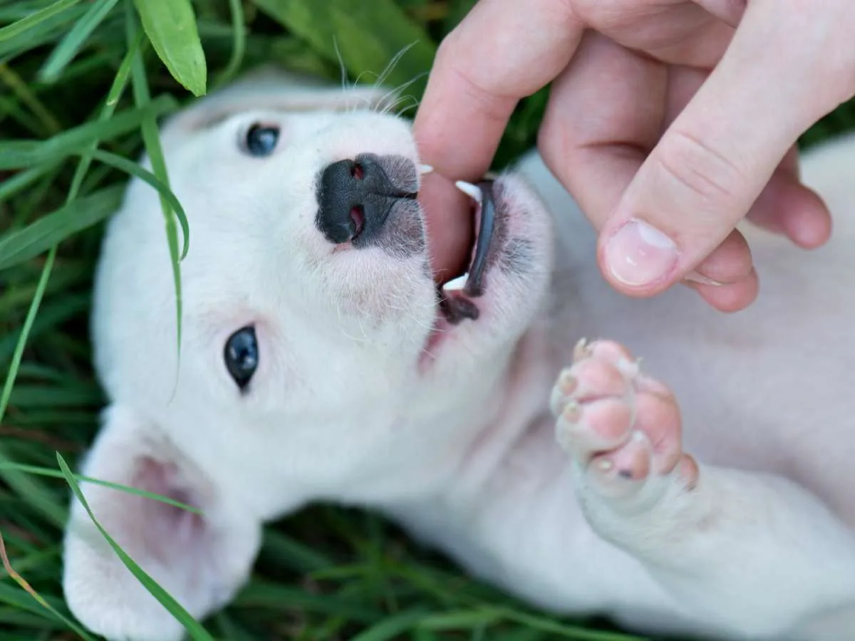 See why puppies bite all the time and HOW TO STOP IT!