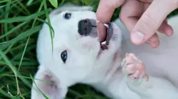 See why puppies bite all the time and HOW TO STOP IT!