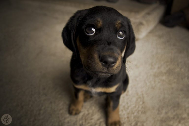 Got A New Dog? How To Dog Proof Your House + Where To Put Things When