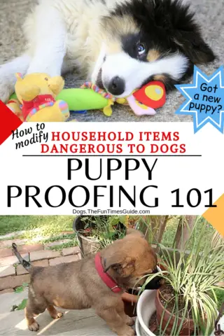 A list of household items dangerous to dogs