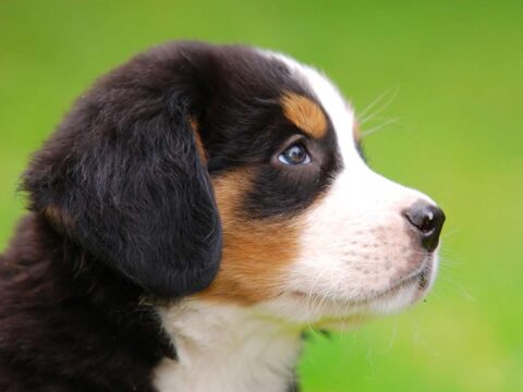Dog Training Commands 101: How Do You Train An 8-Week-Old Puppy To Understand Basic Dog Commands?