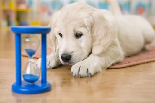 See how to do puppy training at home yourself.