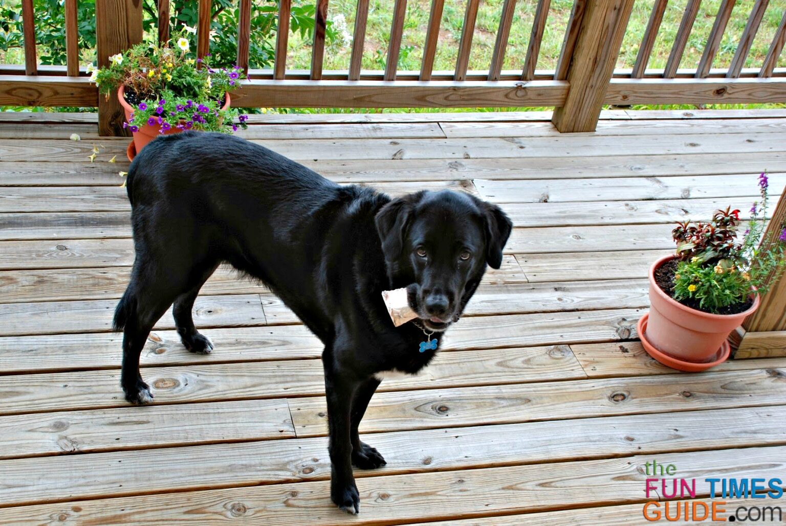 Best Raw Bones For Dogs (That Won't Splinter And Are Safest For Dogs