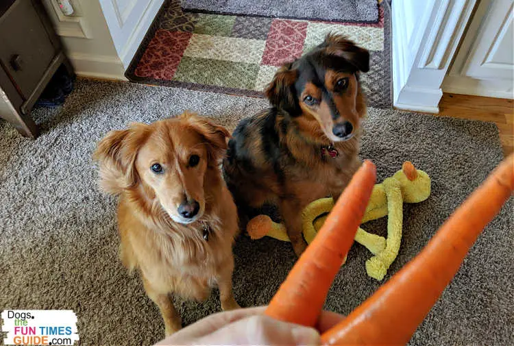 Raw carrots are the healthiest long lasting dog chews out there. My dogs can't wait to dig their teeth into these!