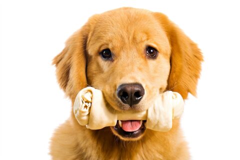 Dog with rawhide bone
