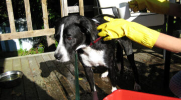 Wear rubber gloves when removing dog skunk odor from your dog! photo by Piddleville on Flickr