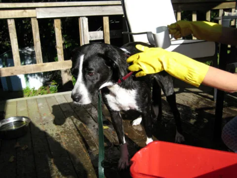 Wear rubber gloves when removing dog skunk odor from your dog! photo by Piddleville on Flickr
