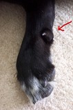 Tenor's right rear paw - notice the dew claw.