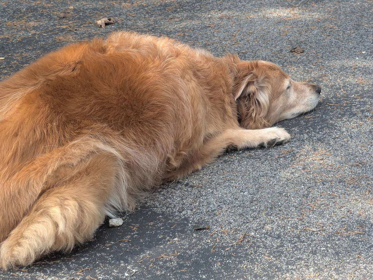 Here you can see the full-body prayer position for dogs. River is praying on the driveway.