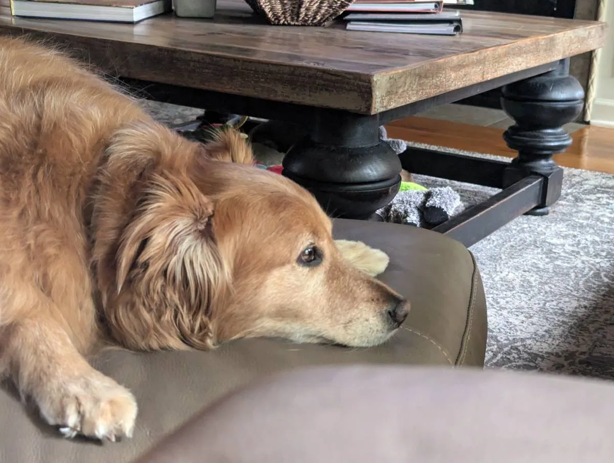 Right before this, River was acting a little hyper. So I asked him to "PRAY" -- just to get him to calm down and focus.