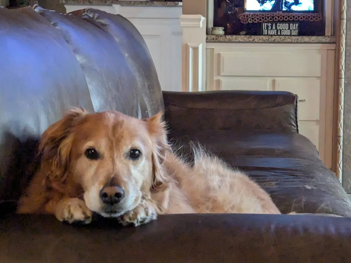 So cute... River praying on the sofa while I'm seated across from him.
