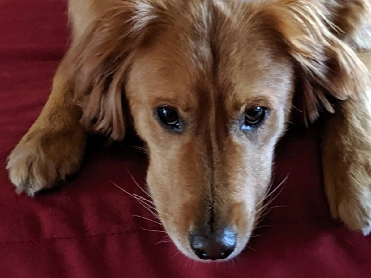 River has a mind of his own -- he's more like a cat than a dog. But as you can see, he prays on command! 