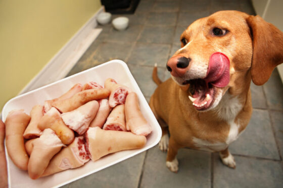 Dog Experts' Ultimate List Of Human Food SAFE For Dogs + Human Foods ...