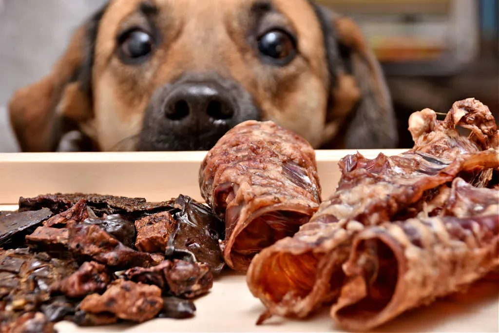 See which dog chews made the list as the safest AND longest lasting! 