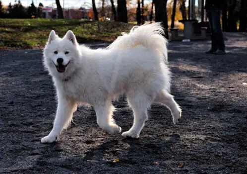 Believe it or not, the Samoyed is one of the top 19 Hypoallergenic dog breeds! 