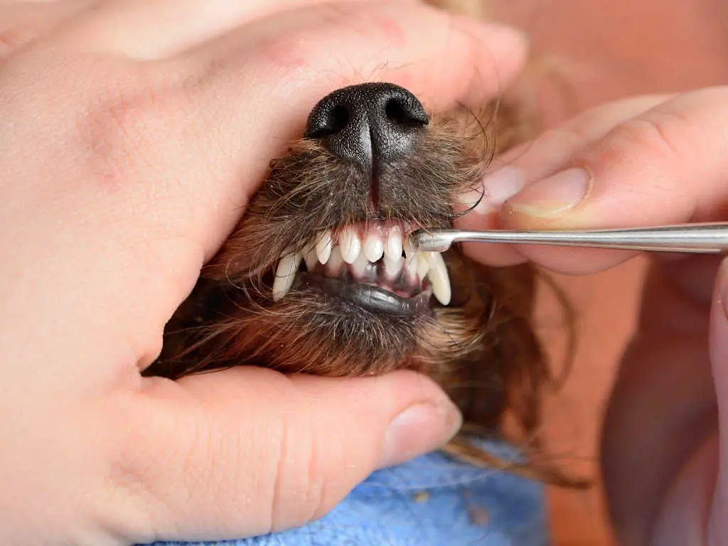 This is an example of scaling your dog's teeth - a procedure done without anesthesia at a veterinarian's office IF the plaque build-up is not bad.