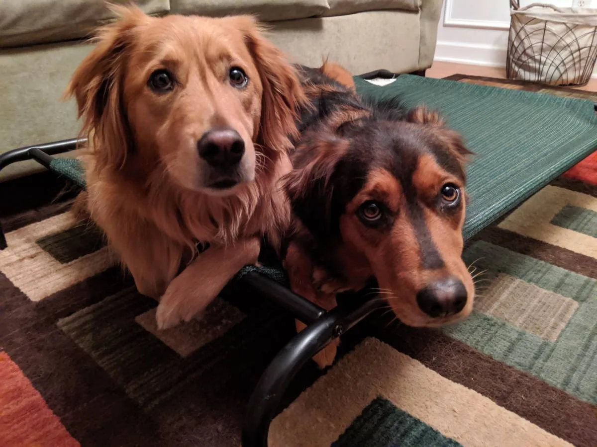 Harley and River are cuddled up together trying to ride out the loud thunderstorm that's going on outside.