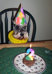 Schnauzer dog birthday party.
