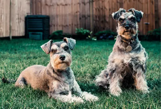 The Schnauzer is one of the top 19 Hypoallergenic dog breeds for people with pet allergies.