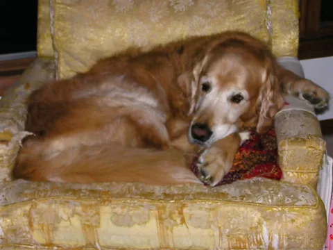 Senior dogs have different nutritional needs as they begin to slow down. photo by normanack on Flickr