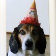 senior-dog-birthday