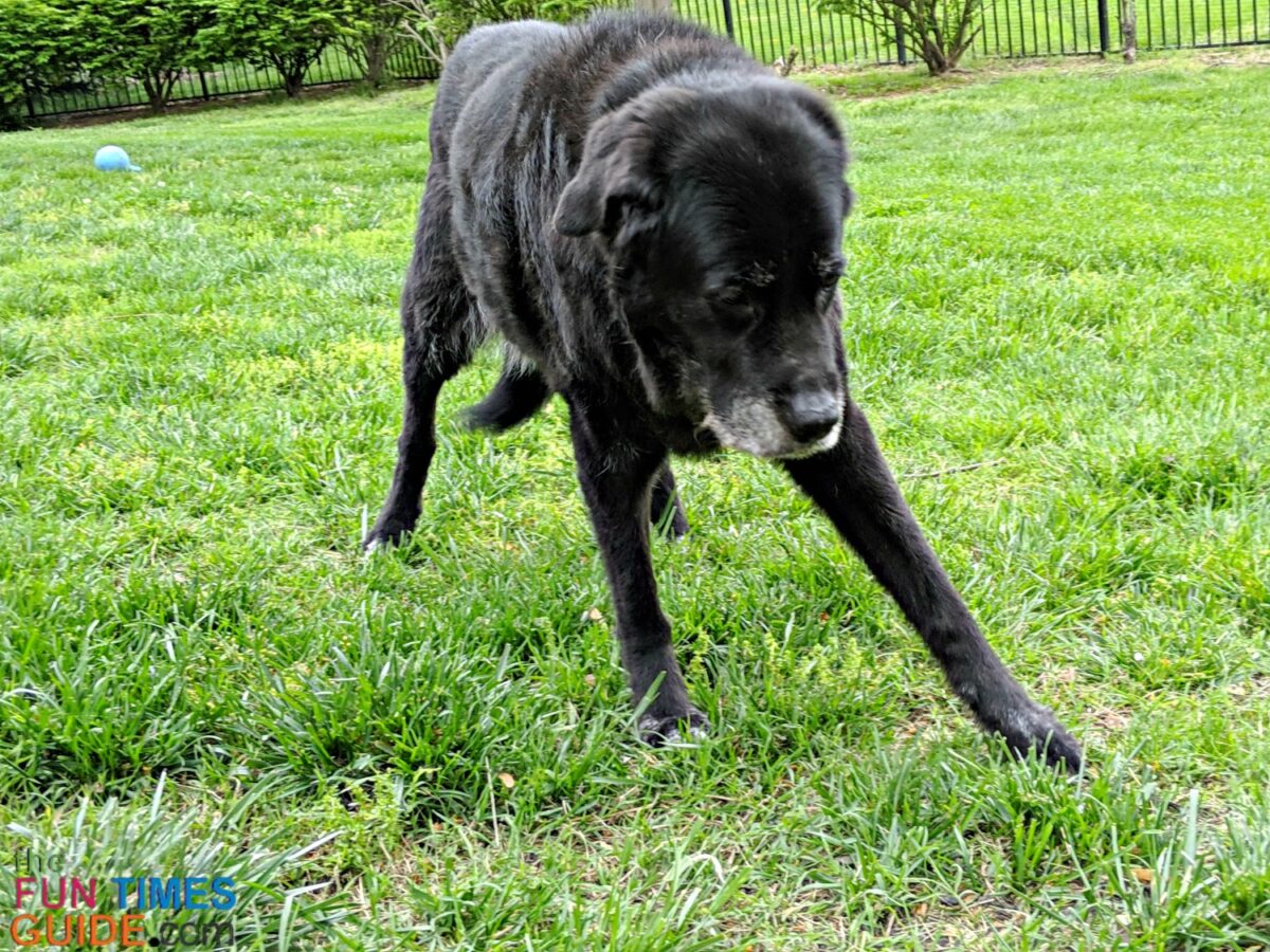 How To Tell When It's Time To Euthanize Your Dog (Quality Of Life