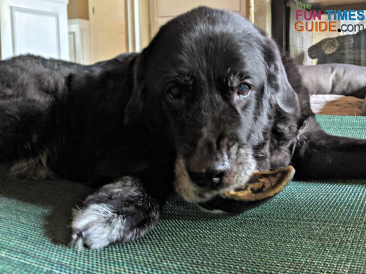 Are Cow Hooves Safe For Dogs? YES! Here's Everything You Need To Know